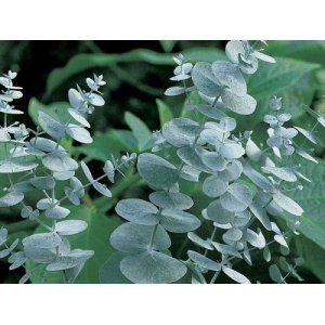 Eukalyptus (Eucalyptus) ´BLUE ICE´ - výška 50-70 cm, kont. C5L
